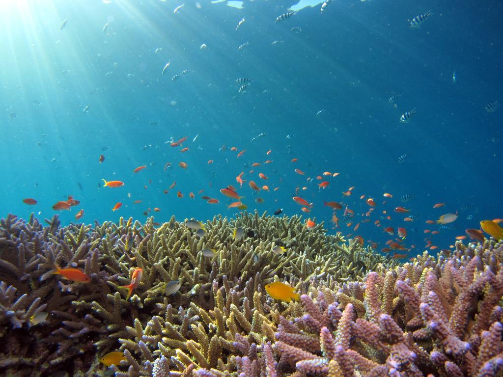 Белење на коралите — Гребените исчезнуваат